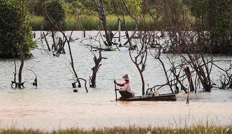 Hutan Mangrove Rusak Tercemar Limbah Tambang Pasir Ilegal di Batam - Bagian 1