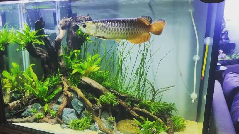 5 Toko Aquarium terdekat di Balikpapan lengkap dengan Alamat