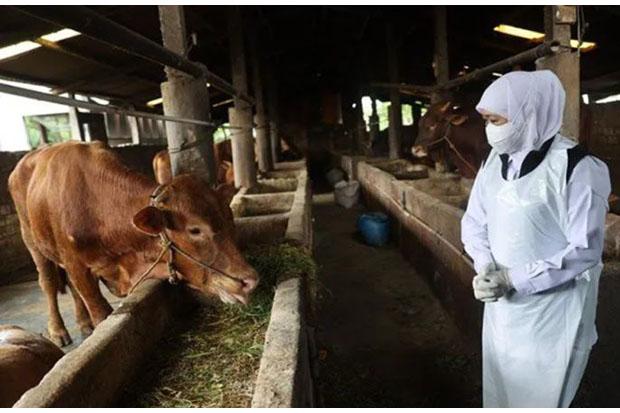  FKH UGM Minta Lalu Lintas Ternak dari Daerah Wabah di Jatim Dihentikan