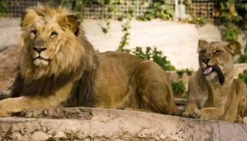 Tragis, Bocah 3 Tahun Diterkam Singa hingga Tewas di Hadapan Orangtua