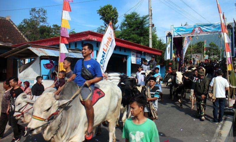 Tradisi Syawalan, Warga Lereng Merapi Arak Ratusan Sapi