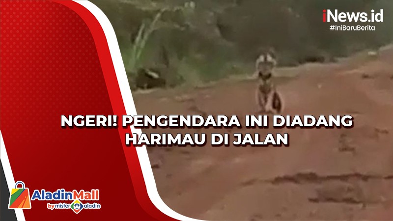 Warga Jambi Digegerkan Kemunculan Harimau Sumatera di Jalanan, Begini Kondisinya
