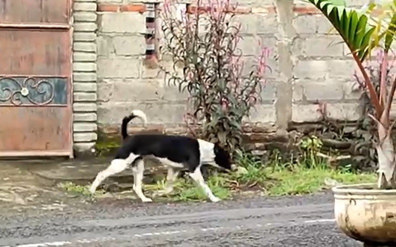 Kasus Rabies di Buleleng Mengkhawatirkan, Perempuan Muda Meninggal usai Digigit Anjing