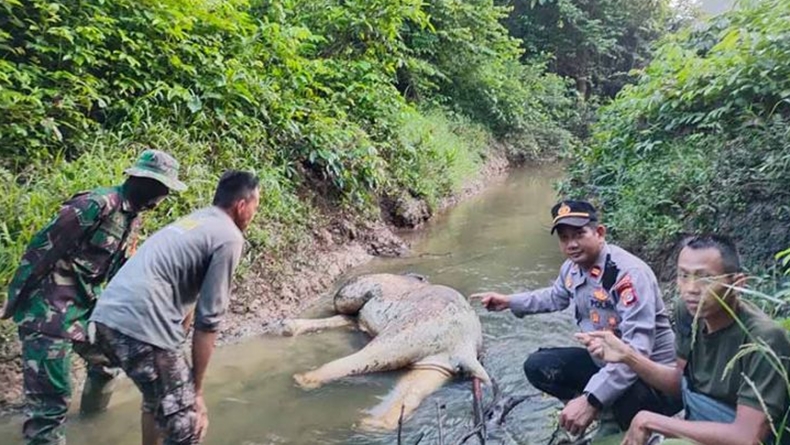 Gajah Sumatera Ditemukan Mati di Hutan Aceh, Bangkai Tergeletak di Sungai