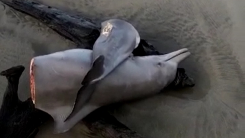 Bangkai Lumba-Lumba Ditemukan Terpotong di Pantai Seluma