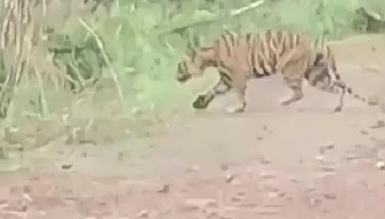 Beredar Video Penampakan Harimau Sumatera di Perkebunan, Ini Fakta Sebenarnya