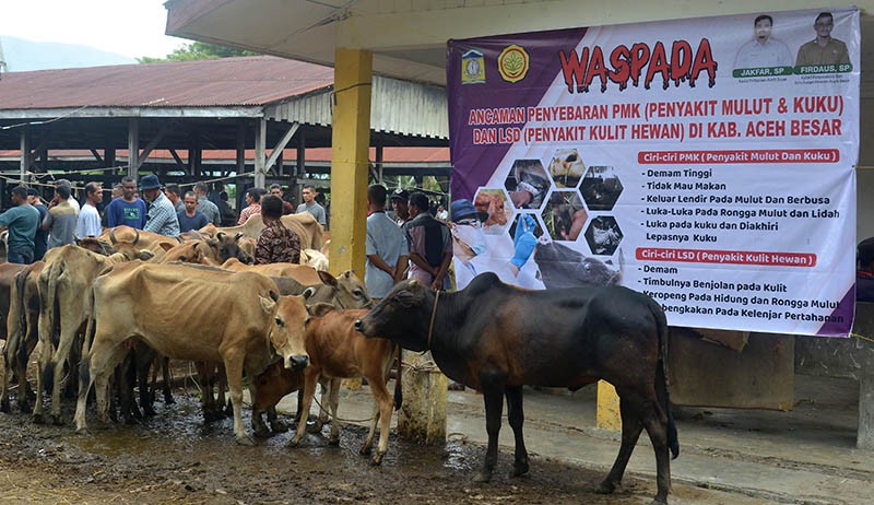 30 Ekor Sapi di Aceh Besar Terindikasi Penyakit Mulut dan Kuku - Bagian 3