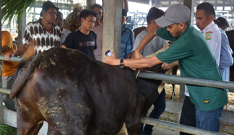 30 Ekor Sapi di Aceh Besar Terindikasi Penyakit Mulut dan Kuku