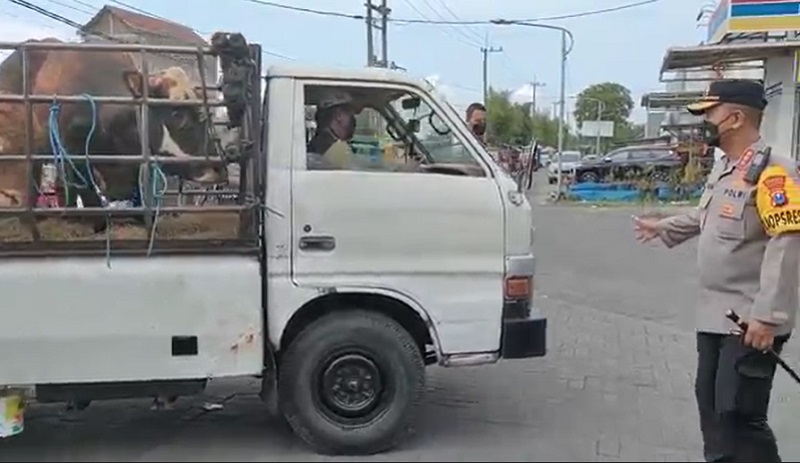 Polresta Sidoarjo Sekat Hewan Ternak di Perbatasan, Angkutan Sapi Dipaksa Putar Balik