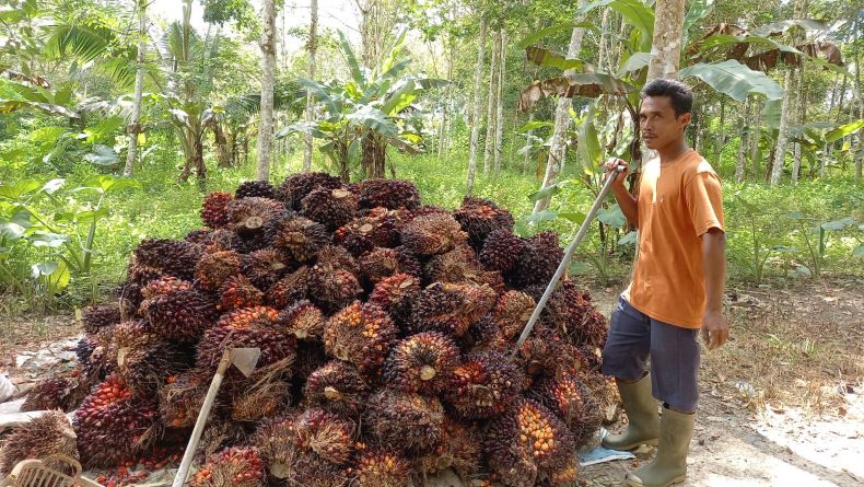 Dua Pekan Sawit Tak Laku Dijual, Petani di Belitung Timur Merugi