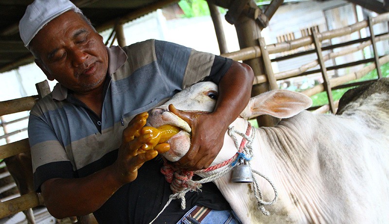 Cegah Penyakit Mulut dan Kuku, Sapi Ternak di Malang Minum Jamu Tradisional - Bagian 1