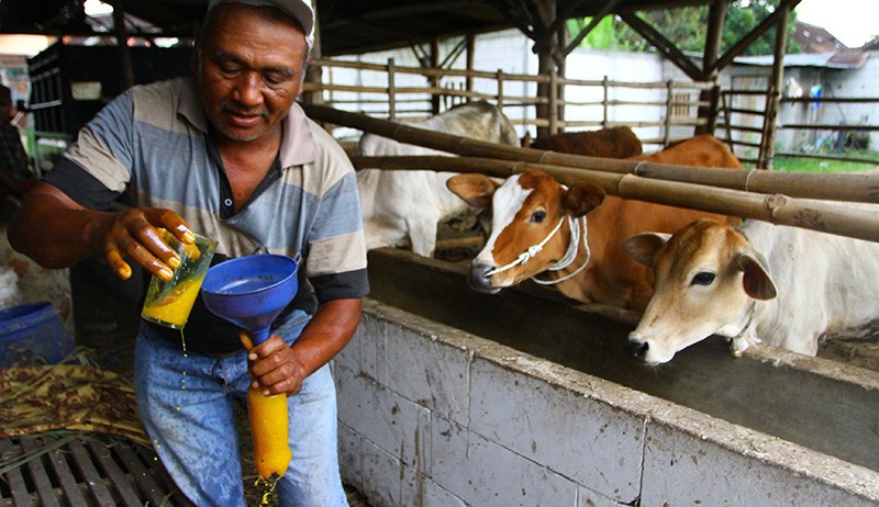 Cegah Penyakit Mulut dan Kuku, Sapi Ternak di Malang Minum Jamu Tradisional - Bagian 2
