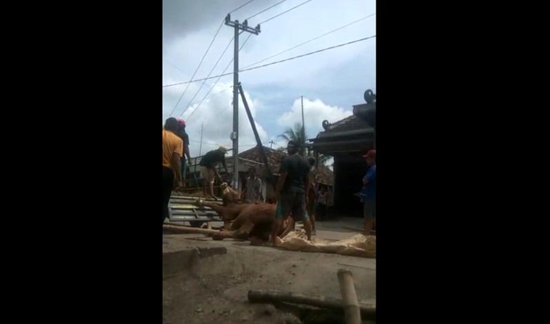 Panik, Peternak di Mojokerto Nekat Jual Sapi yang Terjangkit Penyakit Mulut dan Kuku