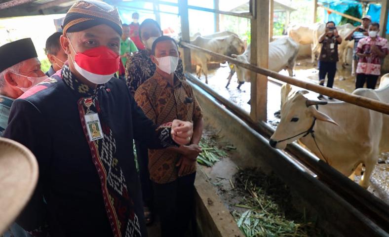  4 Daerah di Jateng Terdeteksi Penyakit Mulut dan Kuku, Ganjar: Bisa Diobati, Tak Usah Panik