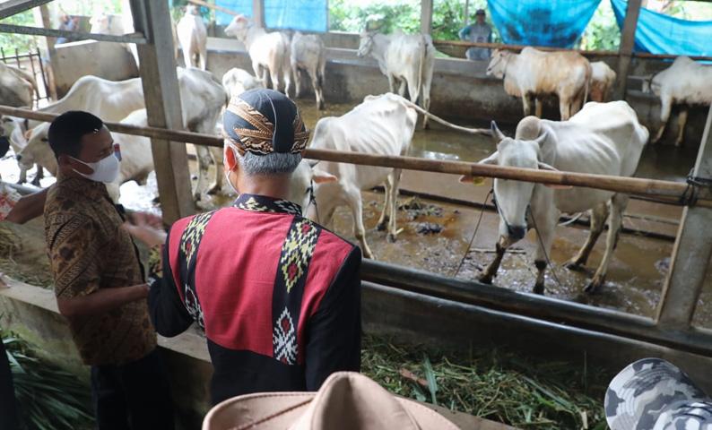 Wabah PMK Merebak, Ganjar Pastikan Stok Daging  Sapi di Jawa Tengah Aman