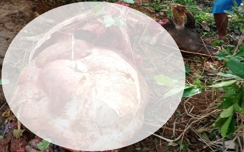 Warga Arjasari Bandung Resah, Pencuri Modus Jagal Sisakan Kepala dan Isi Perut Kerbau  