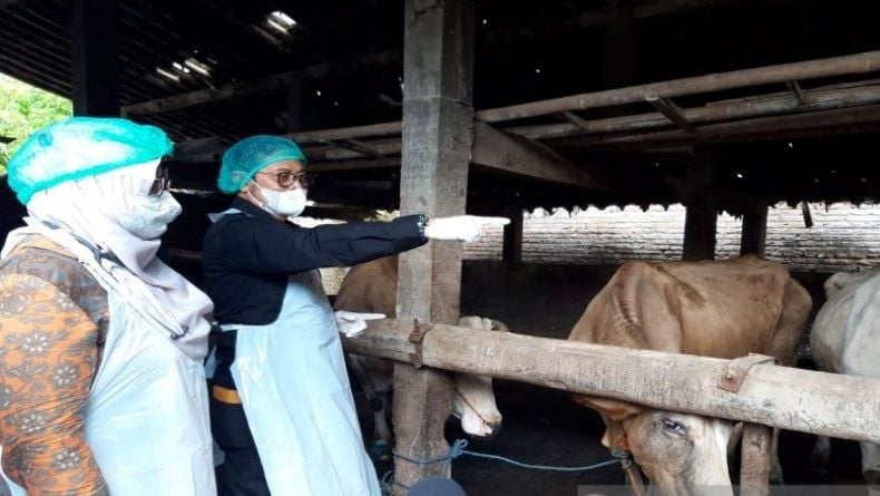 Mentan Apresiasi Kepala Daerah di Jateng yang Cepat Tangani PMK pada Ternak 