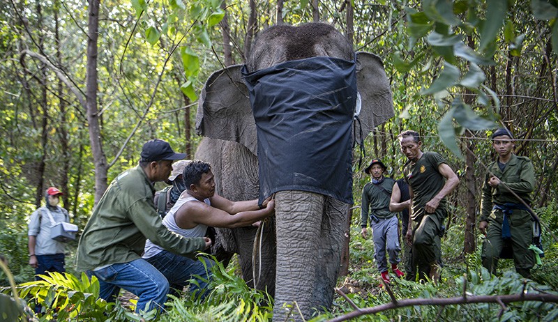 Ketika Pawang Memasang GPS Collar ke Dua Gajah Sumatera Liar