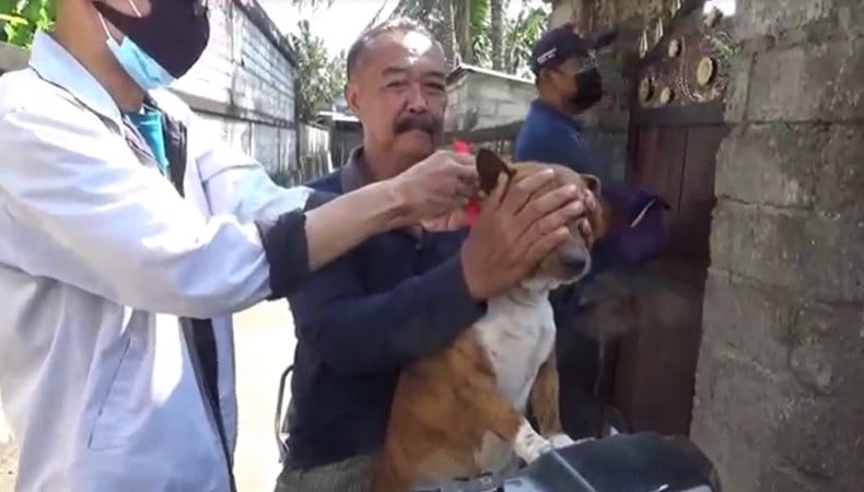 Belasan Warga Gianyar Positif Rabies usai Digigit Anjing, Ratusan Hewan Disuntik Vaksin