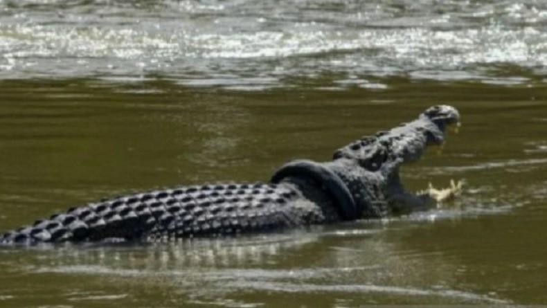 Kemunculan Buaya Meresahkan, Warga Kupang Diingatkan Tak Beraktivitas di Pantai