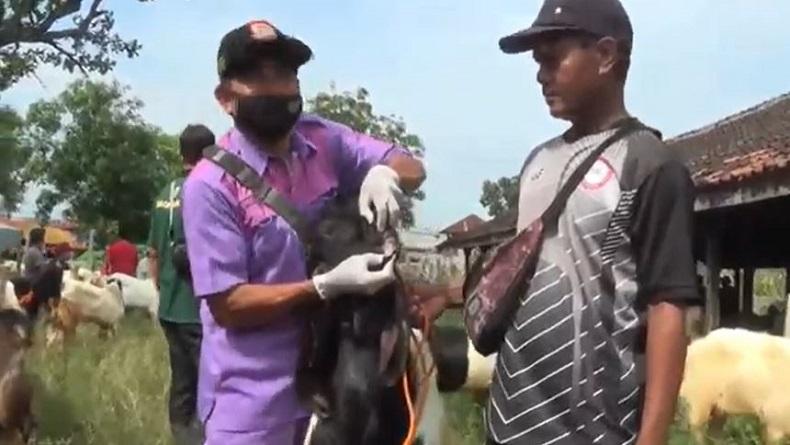 Waspada Penyebaran PMK, Pemkab Kendal Cek Seluruh Ternak di Pasar Hewan