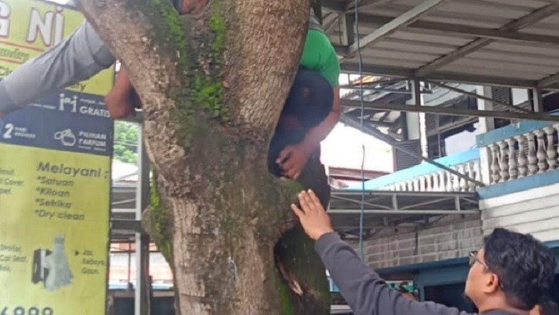 Petik Mangga Muda untuk Istri Mengidam, Suami di Samarinda Tersetrum Listrik