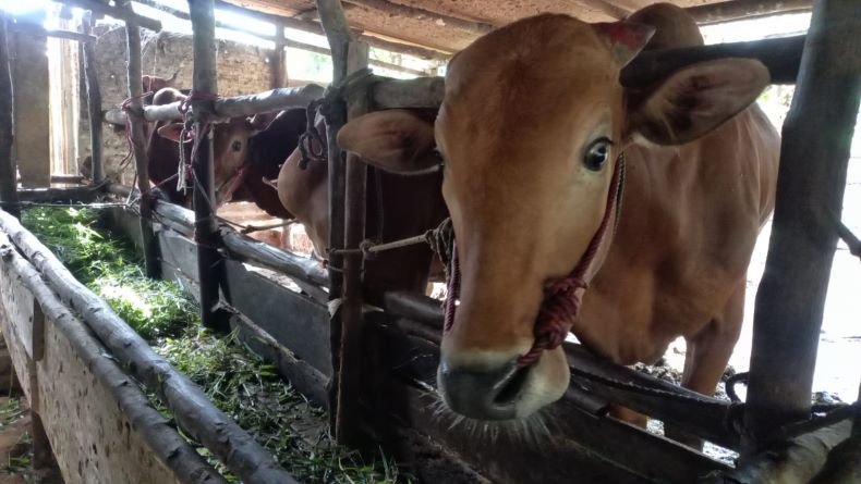 PMK Terdeteksi di Tanah Datar, Pasar Ternak Ditutup 2 Pekan