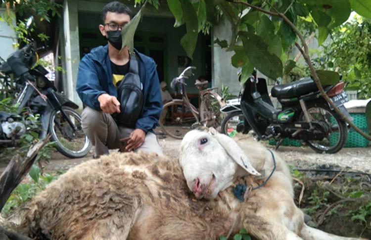 Domba Bantuan Pemkab Kulonprogo yang Terinfeksi PKM Akhirnya Mati, Ini Penjelasan Dinas