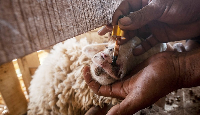 Peternak Rangkasbitung Gunakan Obat Herbal Cegah Penyakit Mulut dan Kuku - Bagian 1