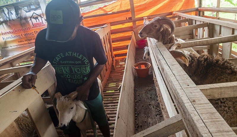 Peternak Rangkasbitung Gunakan Obat Herbal Cegah Penyakit Mulut dan Kuku - Bagian 2