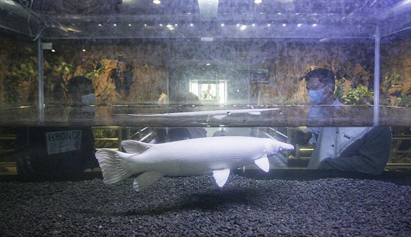 Mengenal Dunia Air Tawar dan Serangga di Taman Mini Indonesia Indah - Bagian 2