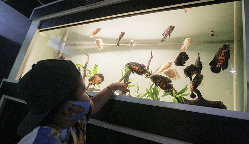 Mengenal Dunia Air Tawar dan Serangga di Taman Mini Indonesia Indah - Bagian 3