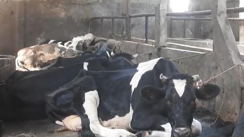 title Terjangkit Penyakit Mulut dan Kuku, Puluhan Sapi di Banjarnegara Diisolasi  Terjangkit Penyakit Mulut dan Kuku, Puluhan Sapi di Banjarnegara Diisolasi