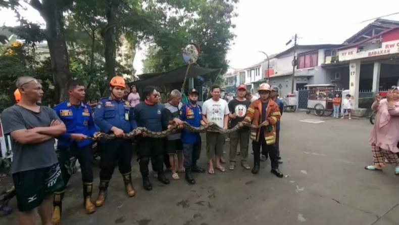 Petugas Diskar PB Kota Bandung Evakuasi Ular Sanca 4 Meter dan Kobra di Babakansari Kiaracondong