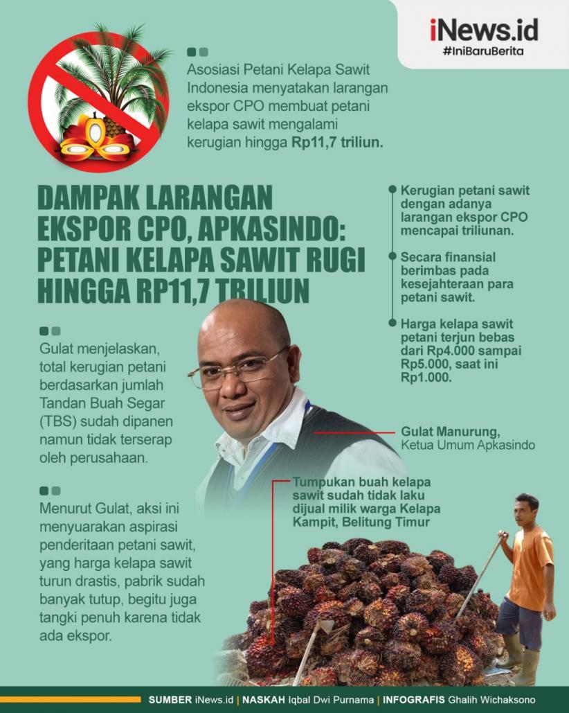 Infografis Dampak Larangan Ekspor CPO, Apkasindo: Petani Kelapa Sawit Rugi Hingga Rp11,7 Triliun 