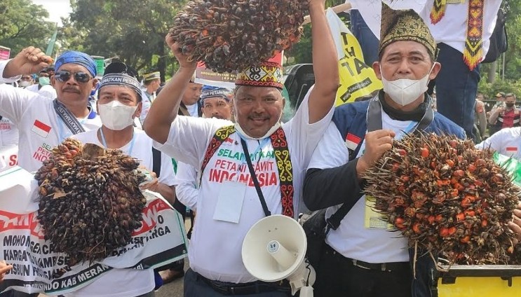 Asosiasi Petani Demo Minta Larangan Ekspor CPO Dicabut, Bawa Buah Sawit