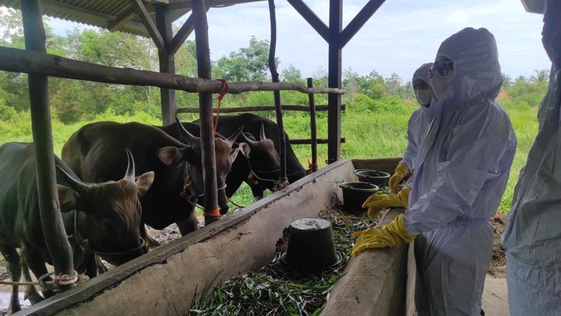 Wabah PMK Merebak, Dinas Pertanian dan Polres Bangka Barat Cek Kesehatan Sapi 