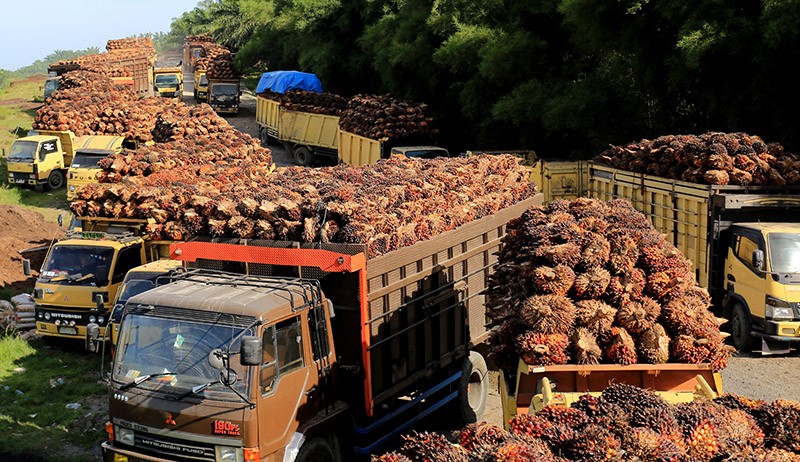 Pemerintah Perpanjang Tarif Pungutan Ekspor Gratis untuk Produk Kelapa Sawit  