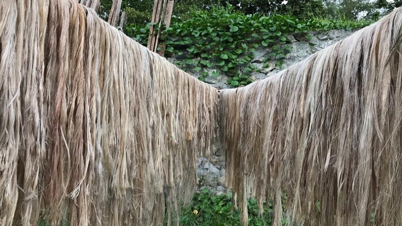 Serat Abaka, Potensi Ekspor dari Nusa Utara 