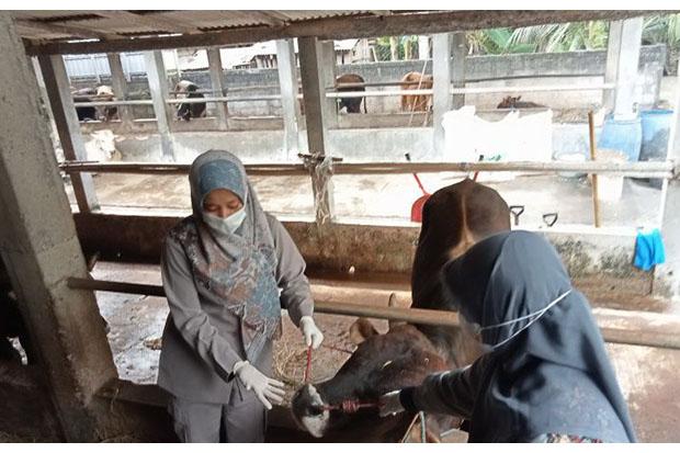  Antisipasi Wabah Penyakit Mulut dan Kuku, Bantul Tak Terima Ternak dari Luar Daerah
