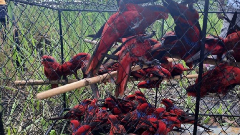 88 Burung Nuri Tanimbar Dilepaskan, Sitaan Perdagangan Satwa Liar di Kota Saumlaki​