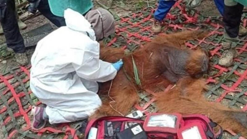 Malang, Orangutan Terjebak di Kebun Sawit Aceh Timur