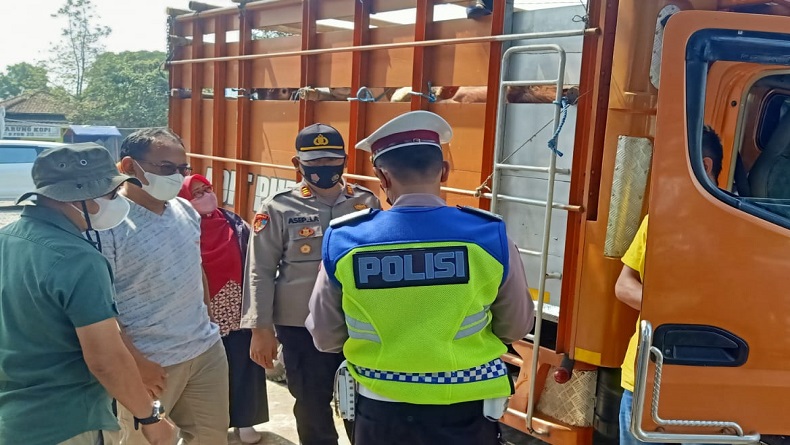 2 Truk Pengangkut 18 Ekor Sapi asal Magelang Ditolak Masuk Sukabumi, Ini Penyebabnya