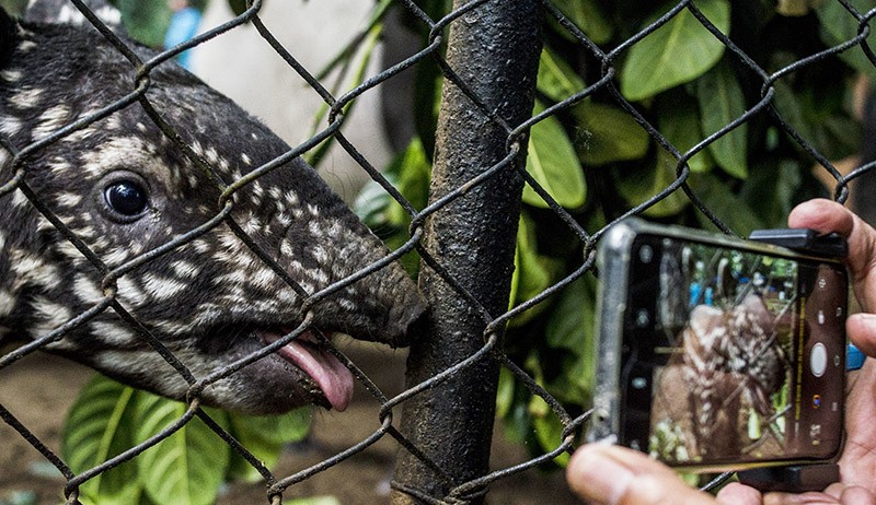 Koleksi Tapir Kebun Binatang Bandung Bertambah - Bagian 2