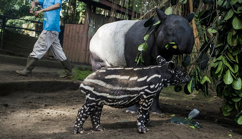 Koleksi Tapir Kebun Binatang Bandung Bertambah - Bagian 1