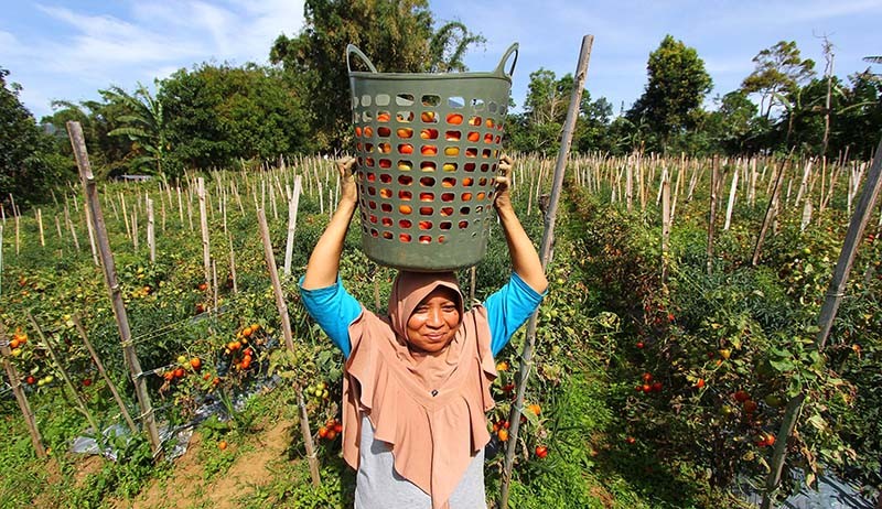 Petani Salimpaung Sumbar Panen 1 Ton Tomat Servo dalam Seminggu - Bagian 4