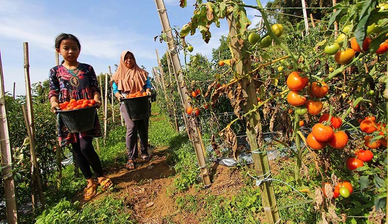 Petani Salimpaung Sumbar Panen 1 Ton Tomat Servo dalam Seminggu - Bagian 3