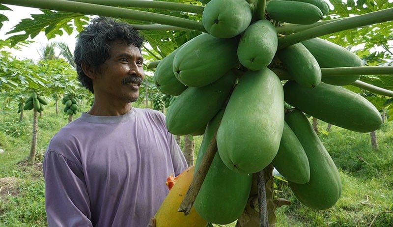 Senyum Petani Magelang Panen Pepaya California - Bagian 1