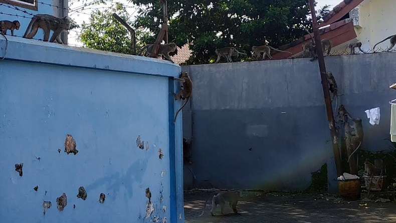 Serbuan Sekumpulan Kera Liar di Malang, Kabel Listrik dan Internet Putus