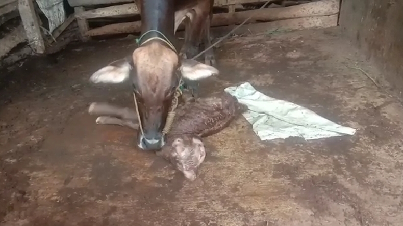 title Pringsewu Geger, Muncul Anak Sapi Berkepala 2 dari Indukan Limousine Pringsewu Geger, Muncul Anak Sapi Berkepala 2 dari Indukan Limousine
